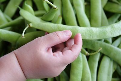 Close-up of hand holding leaf