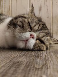 Close-up of cat sleeping on floor