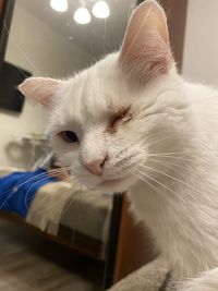 Close-up of cat relaxing at home