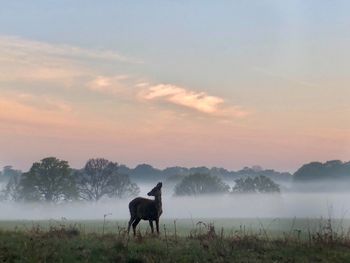 Horse standing in field during sunset