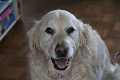 Close-up portrait of dog