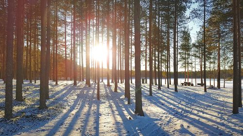 Scenic view of snow covered forest