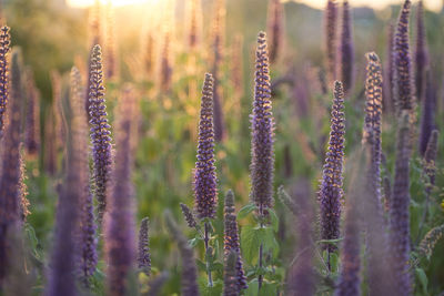 Close-up shot of vibrant purple herbs in full blooming in sunset