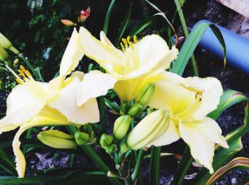 Close-up of yellow flowers