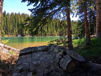 Scenic view of lake in forest