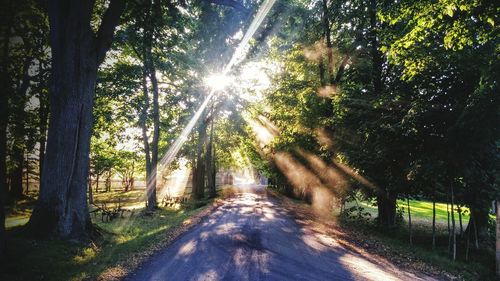 Sun shining through trees in forest