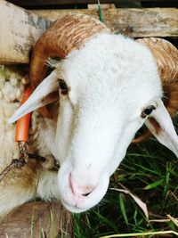 High angle view of goat in field