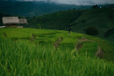 Scenic view of agricultural field