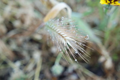 Close-up of fresh plant