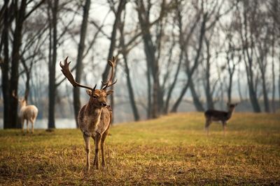 Deer standing on field