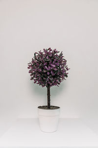 Close-up of potted plant on table against white background