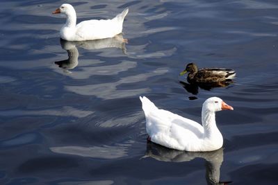 High angle view of swans swimming in lake