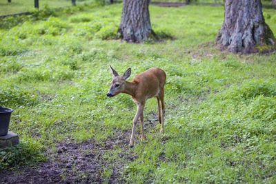 Deer in a field