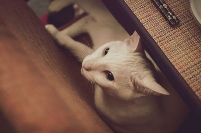 Tilt image of cat resting under sofa at home