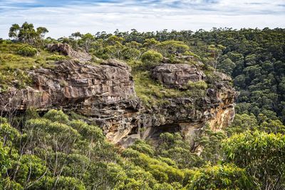 Plants growing on rocks