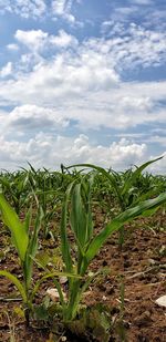 Plants growing on field against sky