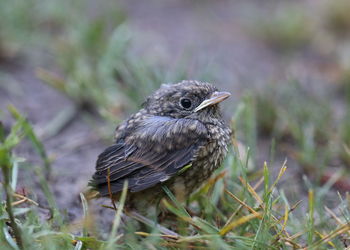 Close-up of bird perching on a field