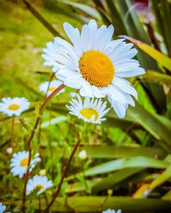 Close-up of white daisy flower