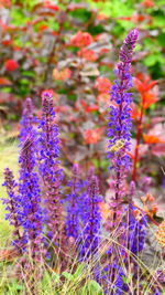 Close-up of purple lavender flowers on field