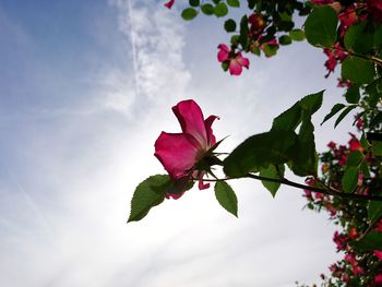 Low angle view of flowering plant against sky