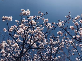 Low angle view of cherry blossoms against sky