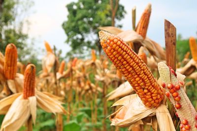 Close-up of corn on field