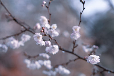 Winter cherry blossoms in japan