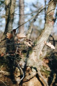 Low angle view of lichen on tree