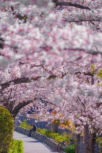 Cherry blossom tree in park