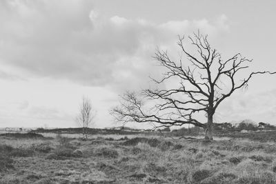 Bare tree on field against sky