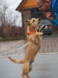 Dog rearing up by man on road