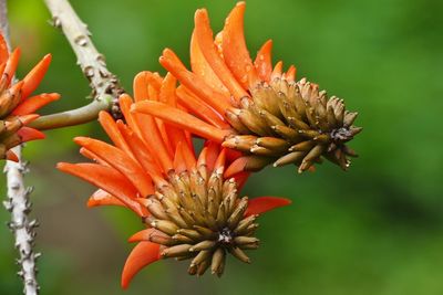 Close-up of orange flower