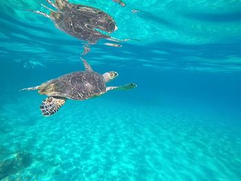 Turtle swimming in sea