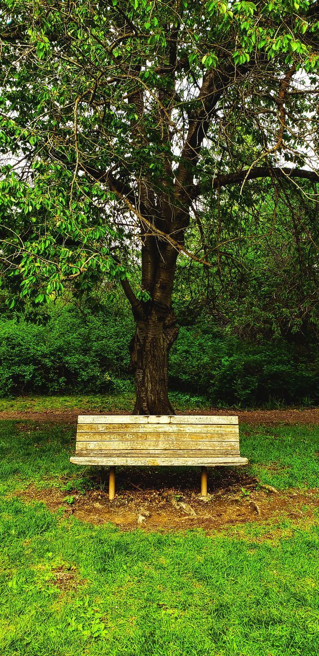 BENCH IN PARK BY TREES IN SUNLIGHT