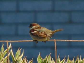 Side view of a bird