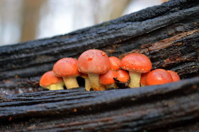 Close-up of tomatoes