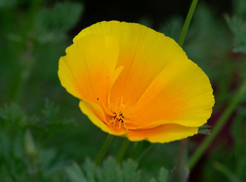 Close-up of  beautiful yellow flower