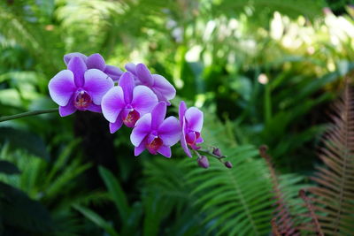 Phalaenopsis purple blur background orchid flower