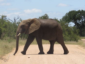 Side view of elephant walking on land