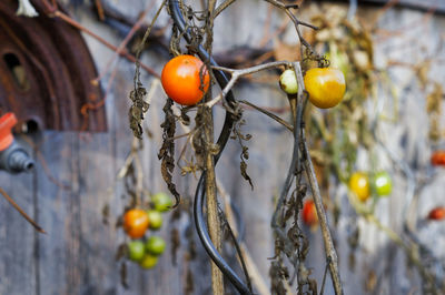 Close-up of tomatoes growing on tree