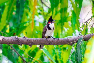 Close-up of bird perching on branch