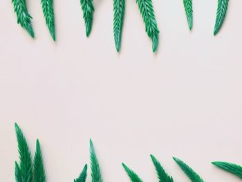 Close-up of plants against white background