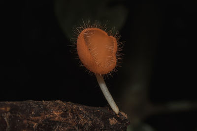 Close-up of mushroom growing in garden