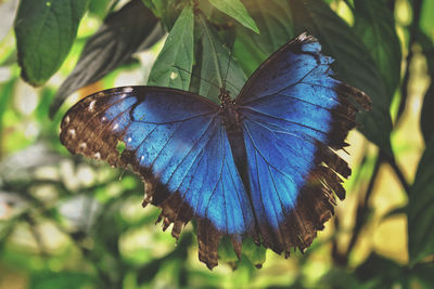 Close-up of butterfly on leaf