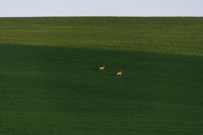 Moravia, green fields with roe deers