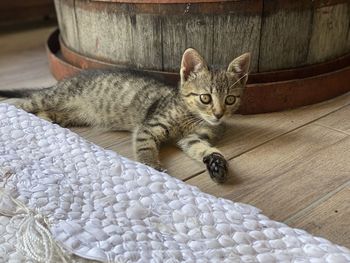 Portrait of cat lying on floor