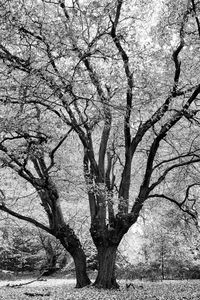 Bare tree against sky