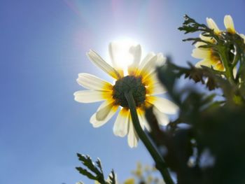 Low angle view of flowering plant against blue sky