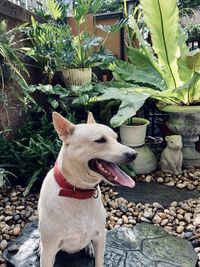 Dog smiling and sitting in the garden