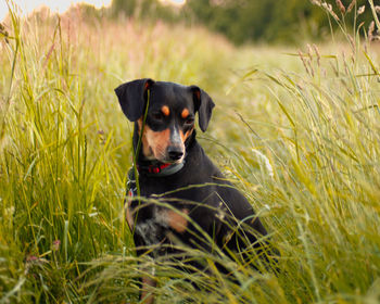 Portrait of dog sitting on grass